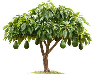 lush avocado tree with ripe fruit, showcasing vibrant green leaves and healthy growth. This captures essence of nature bounty and beauty of fruit bearing trees