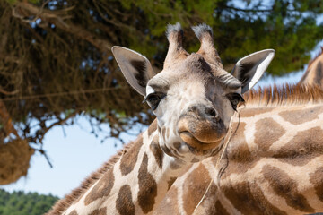 little baby giraffe next to his mother watches with adorable face