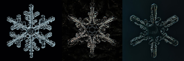 Poster - set of snowflakes on a black background, real photos natural crystals macro photo isolated on a dark background