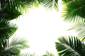 Canvas Print - png real palm leaves leaf vegetation background.