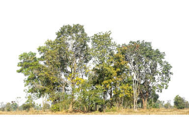 Fototapete - Green Trees on transparent background. are Forest and foliage in summer for both printing and web pages with cut path and alpha channel
