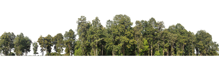 Fototapete - Green Trees on transparent background. are Forest and foliage in summer for both printing and web pages with cut path and alpha channel