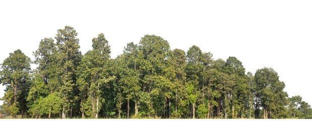 Fototapete - Green Trees on transparent background. are Forest and foliage in summer for both printing and web pages with cut path and alpha channel