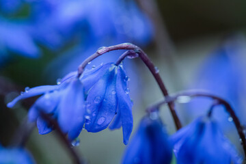 Sticker - Blooming plant Scilla Siberica