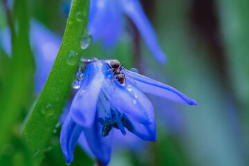 Sticker - Blooming plant Scilla Siberica