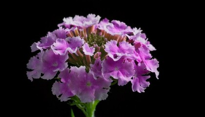 Wall Mural - close up of Verbena flower, black background, copy space