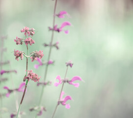 Wall Mural -  delicate photo of pale tones of wild lilac flowers. blurred artistic background. tenderness and light, harmony of nature