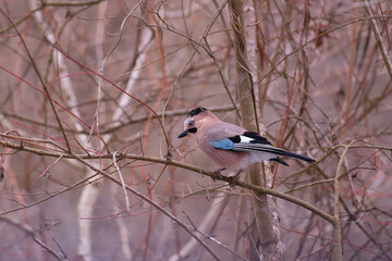 Wall Mural - Jay on a branch, showing off its beautiful and multi-colored wing....
