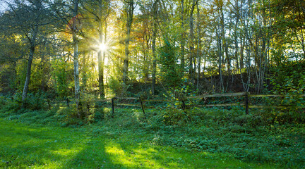 Canvas Print - summer forest with bright sun shining through the trees.