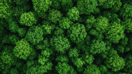 Aerial view of lush green forest canopy (2)