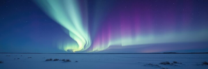 the aurora borealis dances across the night sky over a snowy saskatchewan prairie landscape, purple,