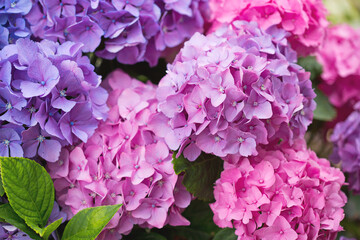 Wall Mural - Colorful hydrangeas in natural sunlight,close up.