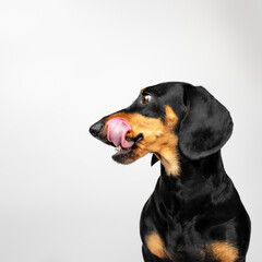 Wall Mural - A dachshund dog licks itself, a photo of a pet in the studio