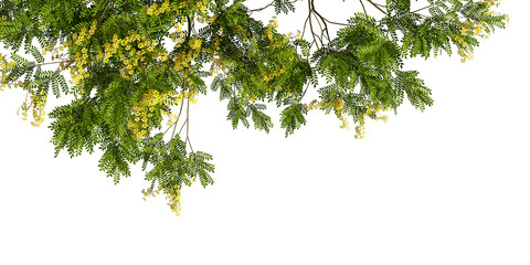 close up bulnesia arborea tree branches isolated on white