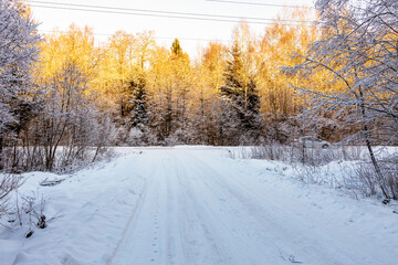 Wall Mural - snowy road and trees in forest in winter evening