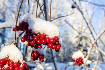 Wall Mural - snow-covered red berries of viburnum close up