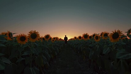 Aufkleber - Walking through a sunflower field at sunset, enjoying nature's beauty and tranquility