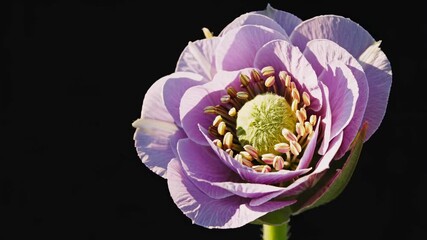 Poster - Beautiful rosebud blooming in natural light showcasing intricate details and vibrant colors