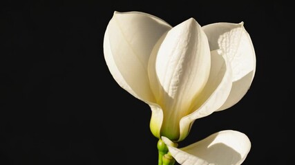 Poster - White flower bud opening in a dark background showcasing natural beauty and delicate features