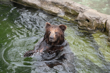 a brown bear is in the water