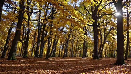Aufkleber - Stunning autumn forest with vibrant yellow leaves under bright sunlight in serene natural setting