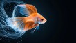 © Paul - Elegant blur of orange and white Siamese fighting fish, fins captured mid-flow against a jet-black background with negative space