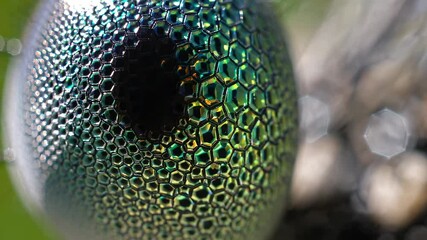 Poster - Exploring the intricate patterns and colors of soap bubbles in nature's light