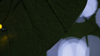 Poster - Bright light glows through a green leaf showcasing nature's beauty and intricate details from a close perspective