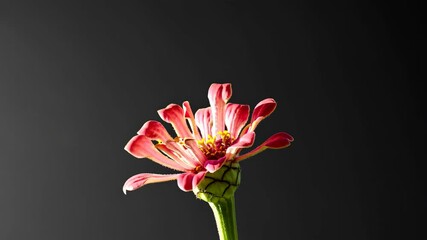 Poster - Beautiful green flower bud against a dark background showcasing delicate details and textures