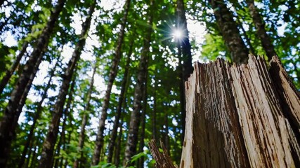 Aufkleber - Exploring a lush forest with towering trees and a weathered stump surrounded by greenery in the heart of nature