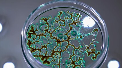 Poster - intricate patterns of growing organisms in a petri dish captured in a lab setting under artificial l