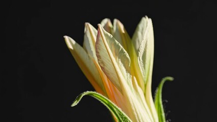 Aufkleber - Green plant bud emerging in low light against a dark background showcasing nature's beauty and growth