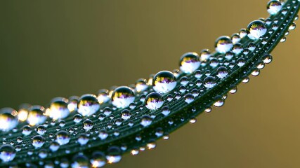 Poster - Water droplets collect on a green leaf under soft natural light in a tranquil outdoor setting