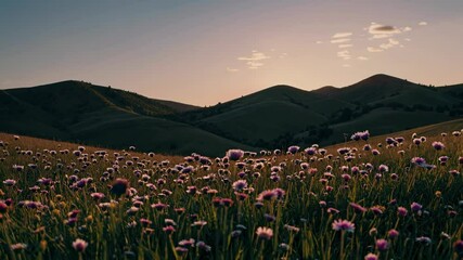 Poster - Beautiful sunset over a field of vibrant wildflowers with a bee flying in the golden light