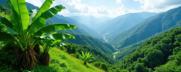 Wall Mural - majestic banana plants in mountainous terrain amidst lush green surroundings, mountains, forest