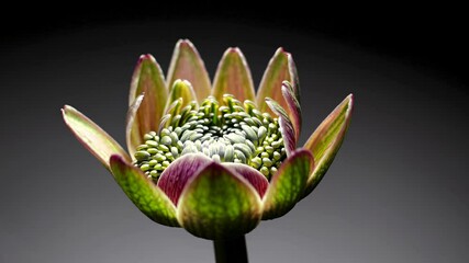Poster - Close-up look at a unique plant bud revealing its intricate patterns in soft lighting