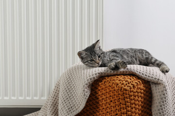 Wall Mural - Cute little kitten on pouf near radiator at home