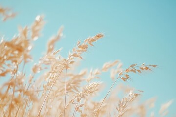  Golden wheat field swaying under clear blue sky.