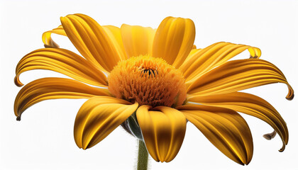 yellow flower close up isolated