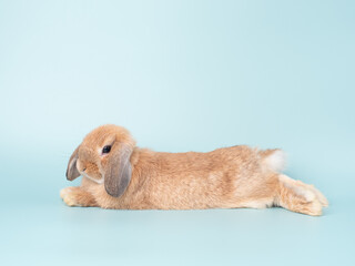 Wall Mural - Cute baby holland lop rabbit lie down on green pastel background. Lovely action of young rabbit.