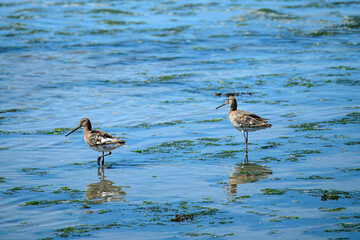 Wall Mural - Black tailed godwit large long legged long billed shorebird in the sea with reflections