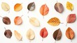 © AlfaSmart - Autumn Leaves: Vibrant Display of Nature's Hues