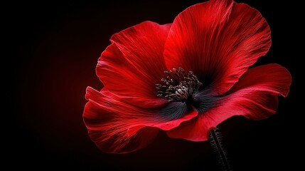 Wall Mural -   Red Flower on Black Background - Red petals against a black backdrop with a central black circle