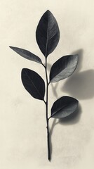 Poster - Elegant black leaf stem nature study botanical minimalist art static view natural aesthetics