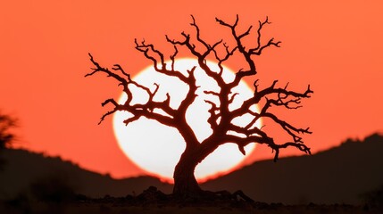 Wall Mural - Dead tree silhouette sunset African landscape