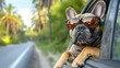 © Yuliia - French bulldog wearing sunglasses looking out of car window on palm tree lined road. Summer travel with pet concept, funny dog enjoying road trip.