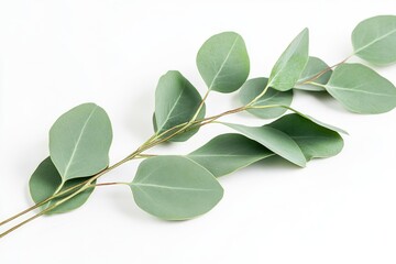 Poster - Close-up shot of eucalyptus leaves on a white background