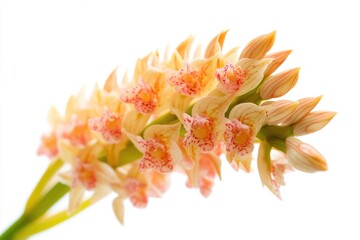 Aufkleber - a detailed view of a flower sitting atop its stem, ready for growth and blooming