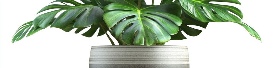 Poster - A single potted plant with large green leaves, ideal for decorative purposes
