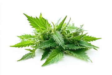 Aufkleber - A collection of green plants placed on a clean white surface